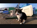 【猫のVlog】漁港猫の午後のルーティン、港パトロール中に時々カメラ目線で喋る野良猫