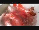 【魚釣り】奄美大島 チカメキントキ アオダイ カツオ 2020年5月12日