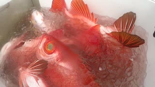 【魚釣り】奄美大島 チカメキントキ アオダイ カツオ 2020年5月12日