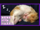 【癒し】指しゃぶりしてる赤ちゃんみたいに寝てるハムスター【シャロ】
