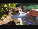 キャンプ場の看板猫にねこじゃすりを見せたら「欲しいニャ！」と凄い反応した