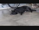 小狗 Dog 4K 4k canon eos 200dii