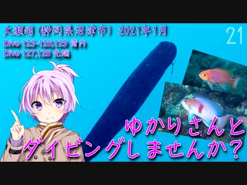 【大瀬崎 (静岡県沼津市)】ゆかりさんとダイビングしませんか？