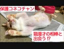 保護コネコチャン、ドツキ猫漫才の相棒と出会う