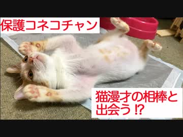保護コネコチャン、ドツキ猫漫才の相棒と出会う