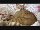 気持ちがわかりやすい猫の尻尾