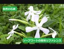 【スパイスを知ろう！】ソープワートを知ろう！【part83】