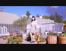 【翠華】スイートマジック 踊ってみた