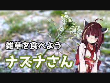 【思い切って野草を食べてみよう】#4 ナズナさん！