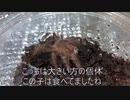 [ファブルは名作]タランチュラ飼育日記その１０１[6秒だ]