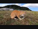 野良猫が釣り人にもらった自分の顔より大きい魚を大胆に食らう