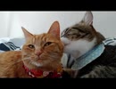 ひとくちねこ動画　茶トラ詰め合わせ