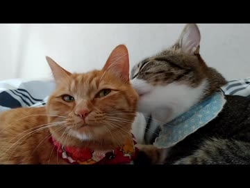 ひとくちねこ動画　茶トラ詰め合わせ
