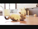 きょうは「猫の日」 保護猫譲渡を目的の猫カフェオープン