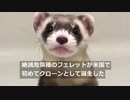 希少フェレットのクローンが初めて誕生、絶滅危惧種の希望に　米国