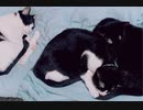 2021.02/22....猫の日！