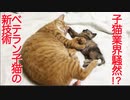 生後1ヶ月2740日のコネコチャン
