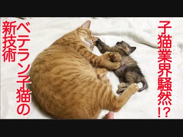 生後1ヶ月2740日のコネコチャン