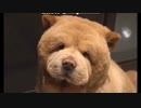 風に聞け　２１０２２１　You Like It - Vibe Tracks