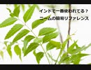 【スパイスを知ろう！】ニームを知ろう！【part84】