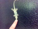 ヤモリで遊んでみた