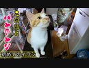 なぜ猫は魚を見ると可愛いパンチングをするのでしょうか…家猫になって初めての魚「イワシ」その１