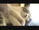 寝っぱなしのアルフィノ　＃217