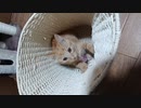 ひとくちねこ動画　茶トラの小さい頃