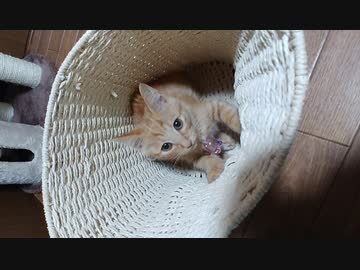 ひとくちねこ動画　茶トラの小さい頃