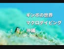 ギンポの仲間マクロダイブ・沖縄ダイビング