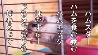 【自作俳句】第２０句　ハムスター【映像化してみた】