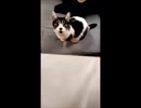 我が家のアイドル「千」　短編　猫の日