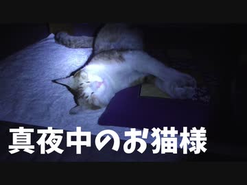 真夜中のお猫様