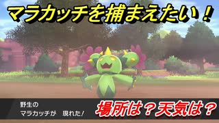 ポケモン剣盾　マラカッチを捕まえる方法！オススメの場所は？天気は？ポケモン図鑑コンプへの道！　【ポケモンソード・シールド】