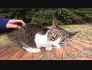 また会えた人懐っこい猫、今日はダルそうな声で甘えて来た