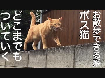 お散歩できる系ボス猫