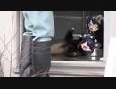飼育員にびっくりする福丸レッサーパンダ小糸