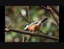 野鳥観察2021年2月23日
