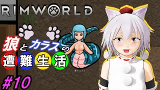 【Rimworld】椛と射命丸の遭難生活 #10 【ゆっくり実況】【リムワールド】
