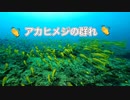 アカヒメジの群れ・沖縄ダイビング！
