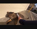 人の気配がない商店街で何やらよく喋る野良猫がモフらせてくれた