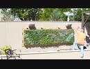 Orange County Plant Wall Experts - California Plant Walls