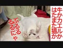ぶるるるルルルるにゃっ（巻き舌）