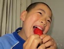 のまさんち「早川さんがやってきた♪茨城いちご ひたち姫 食べ放題！？」