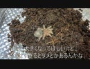 [バドワイザーが]タランチュラ飼育日記その１０４[結局一番うまい]