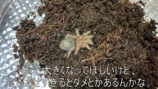 [バドワイザーが]タランチュラ飼育日記その１０４[結局一番うまい]