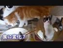 家猫になって初めての魚「イワシを食べる」その２