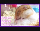 【癒し】野生の本能を忘れたハムスター【シャロ】