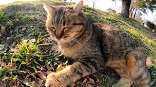 公園で寝ていた猫に近寄ってみるとモフられに起きてきた