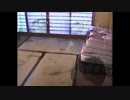 光学迷彩空手部